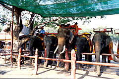 »Elefantenreiten« in Ayutthaya
