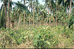 Kokosnußplantage